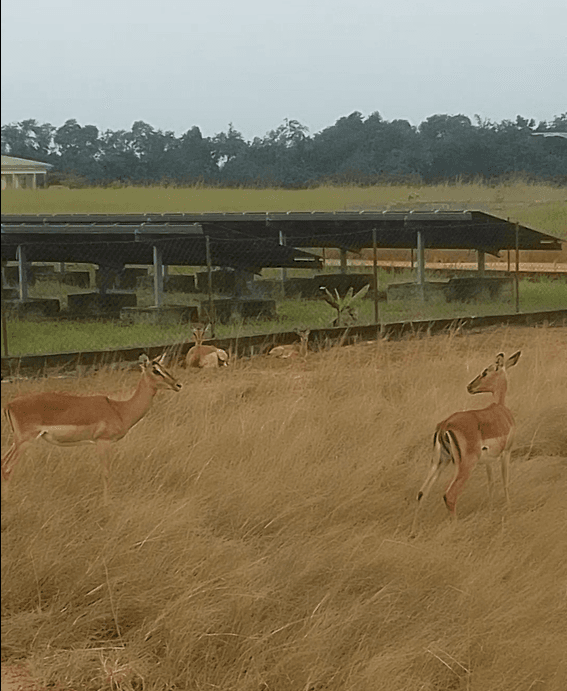 Safari dans la savane de Bakoumba