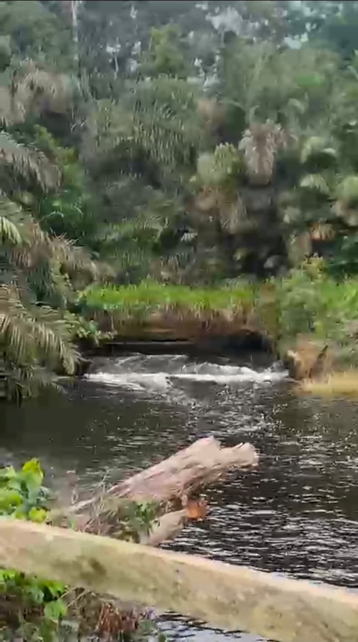 Immersion agricole à Minvoul